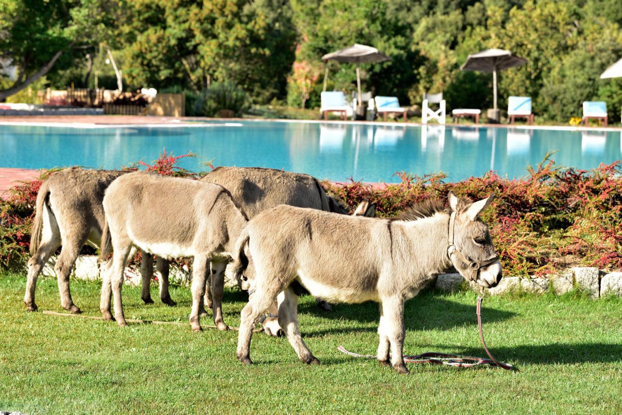 Villagrande Strisaili Eco Hotel Orlando Sardegna מראה חיצוני תמונה